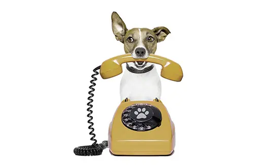 Dog with Phone